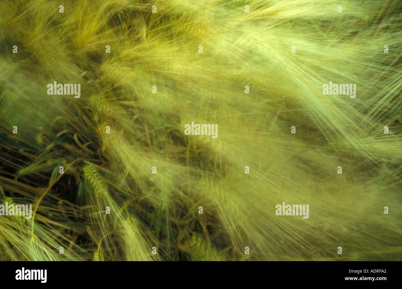 Gerste Feld Hordeum Vulgare an einem windigen Tag Stockfoto