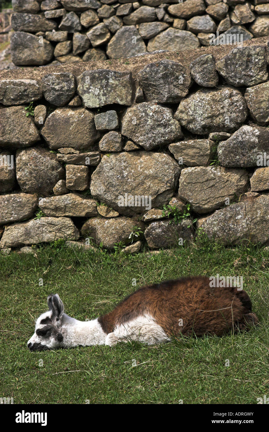 [Machu Picchu] Lama [Lama Glama], müde Baby Tier liegen auf dem Rasen in Ruinen, Peru, Südamerika Stockfoto