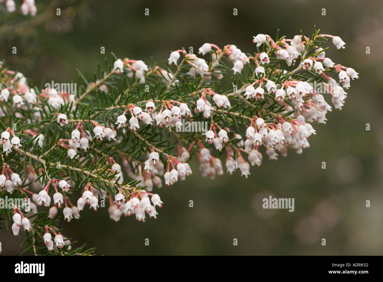 Heide Baum Erica Arborea La Gomera Kanarische Inseln Stockfoto