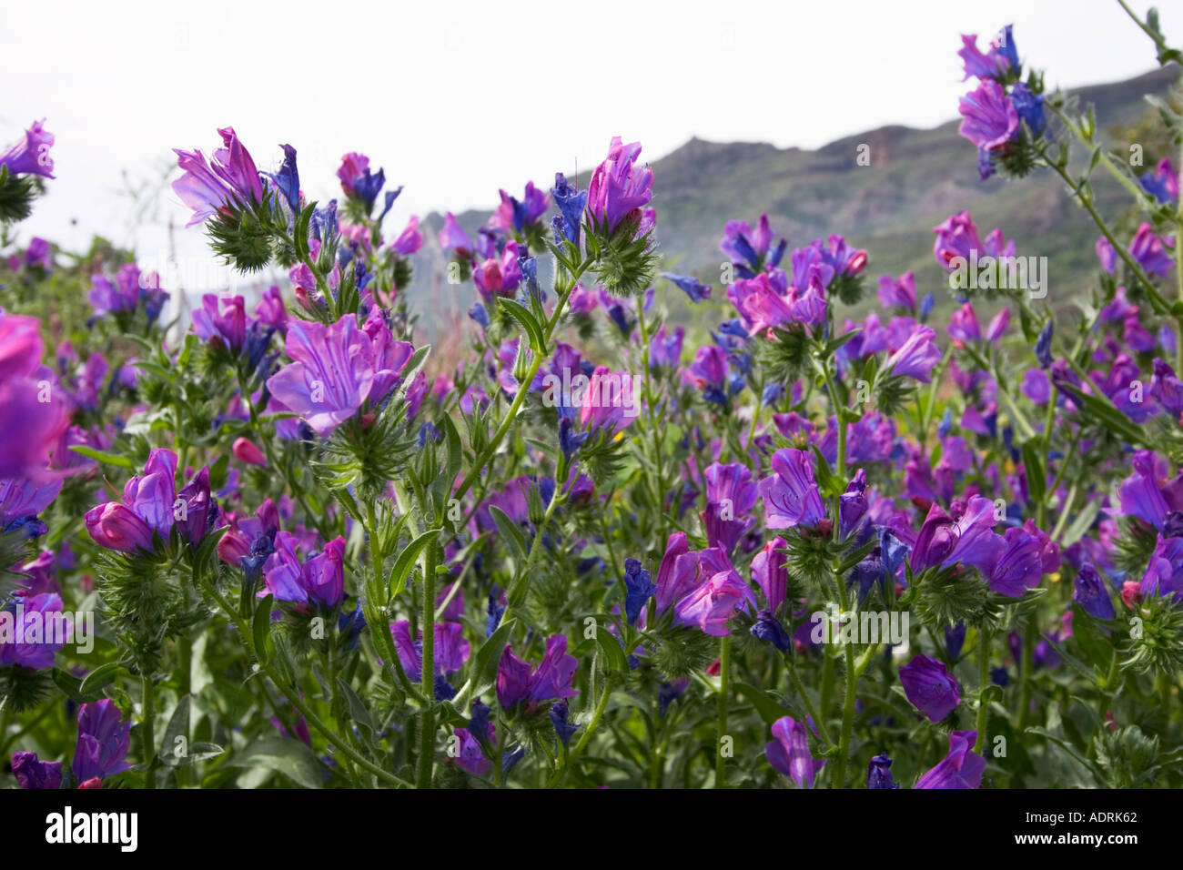 Heil Jane Paterson s Fluch Echium Plantagineum Kanarischen Inseln La Gomera Stockfoto