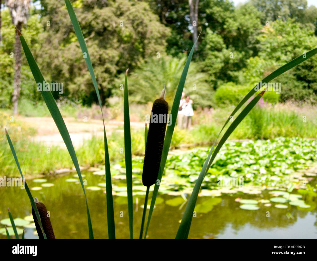 Ein verschwommenes paar umarmt im Hintergrund mit Schilf scharf an einem Teich im Vordergrund Stockfoto