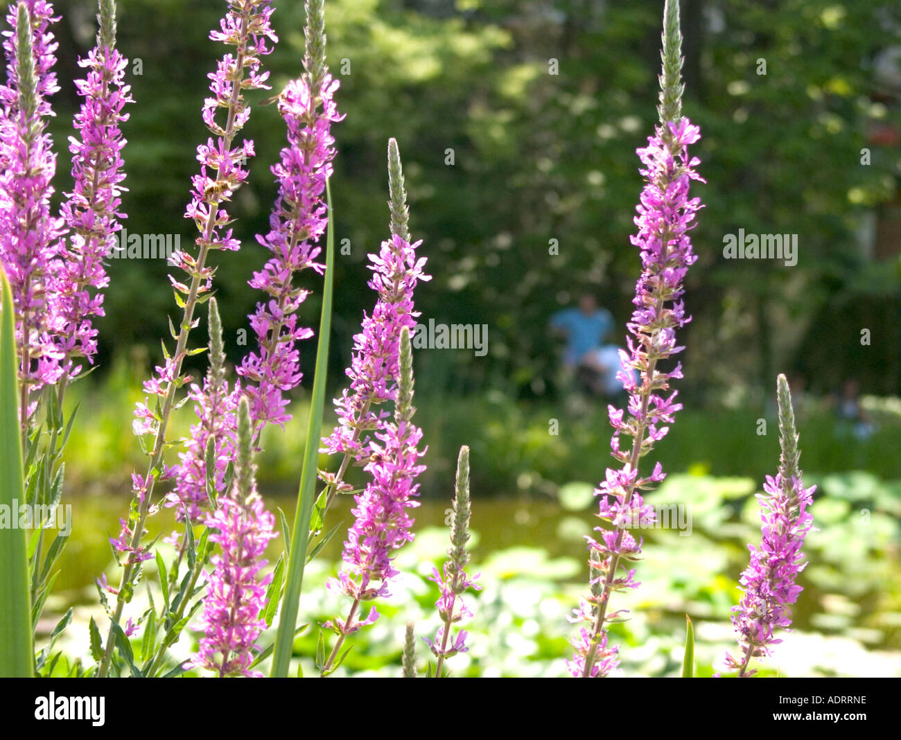 Ein verschwommenes paar im Hintergrund mit lila Blumen scharf an einem Teich im Vordergrund Stockfoto