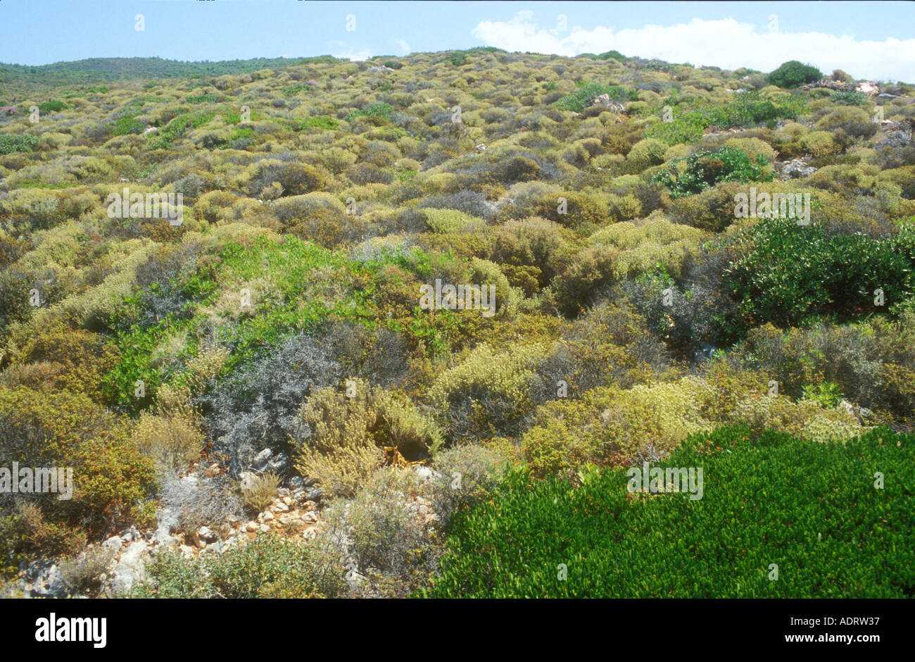 Eine Fläche von Garrigue Lebensraum auf einer griechischen Insel Stockfoto