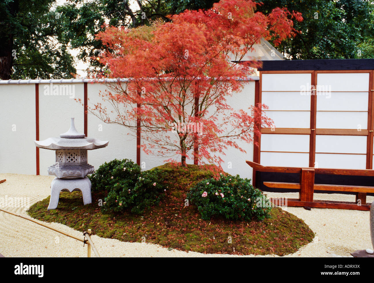 Rot Acer Palmatum und japanische Steinlaterne in orientalische Kies Garten mit weißer Zaun Stockfoto