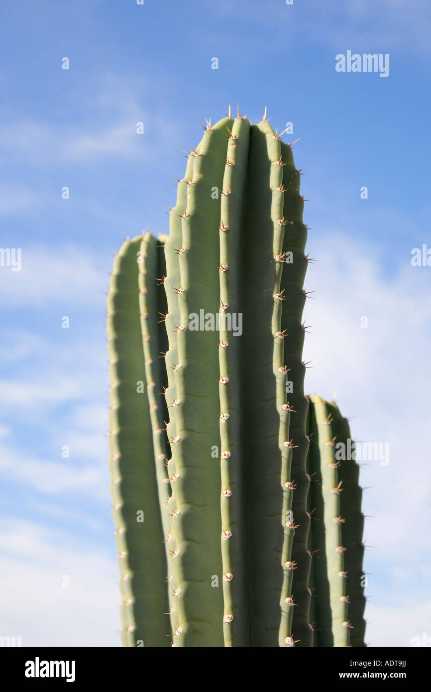 Nahaufnahme der Kaktus in der Sonora-Wüste in der Nähe von Phoenix, AZ, USA Stockfoto