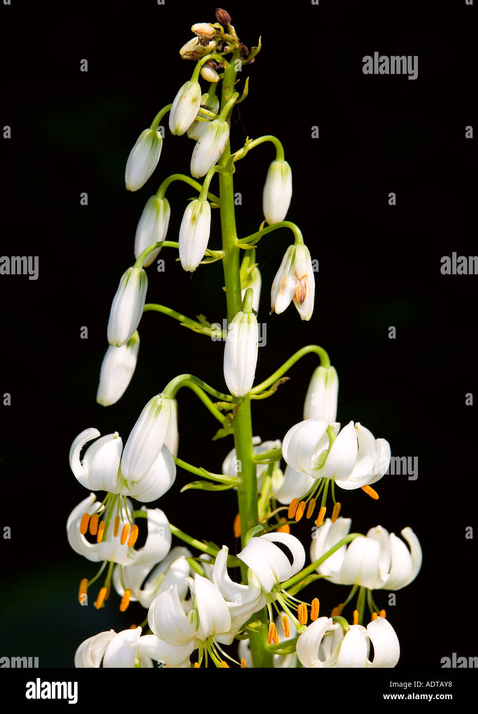 Schönheit der Blumen Stockfoto