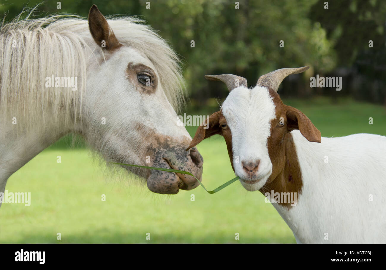 Miniaturpferd und Ziege dasselbe Stück Gras essen Stockfoto