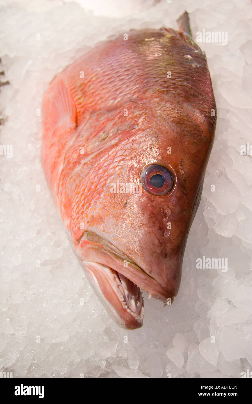 Red Snapper in Oxford Covered Market Stockfoto