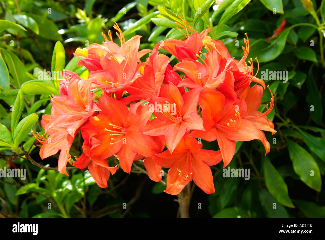 Orange Azalee Rhododendron immergrünen Laub Blume nahe up Landschaft malerische ikonischen Reisen atmosphärischen launisch Klassiker Stockfoto