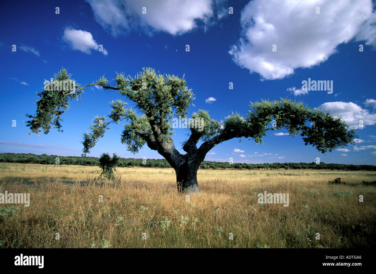 Alter spanischer olivenbaum -Fotos und -Bildmaterial in hoher Auflsung   Alamy