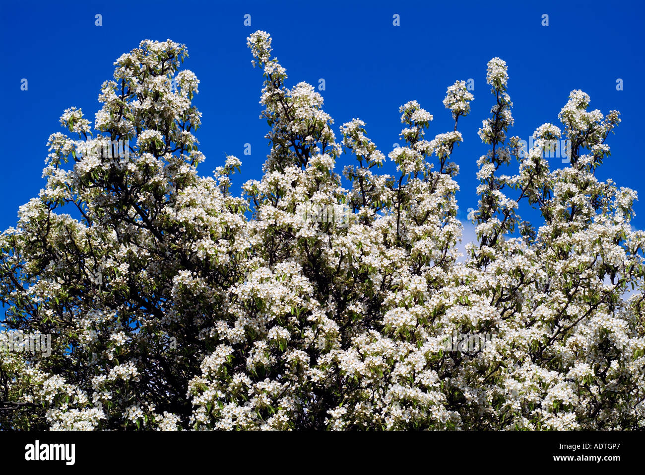 Birne Baum Blüte weiße Fülle blauen Frühlingshimmel England UK United Kingdom GB Großbritannien EU Europäische Union Europa Stockfoto