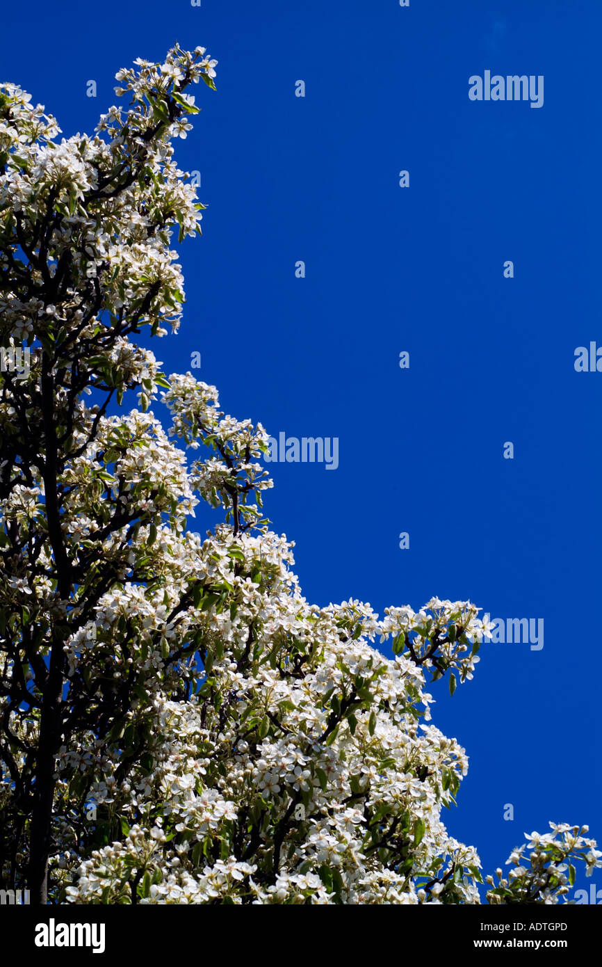 Birne Baum Blüte weiße Fülle blauen Frühlingshimmel England UK United Kingdom GB Großbritannien EU Europäische Union Europa Stockfoto