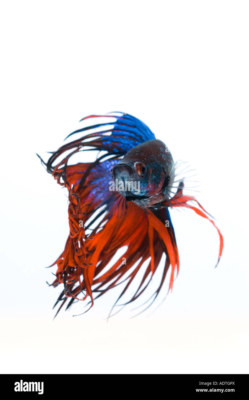 Rote und blaue Krone Betta Fische mit einem weißen Hintergrund Gesicht einschalten Stockfoto