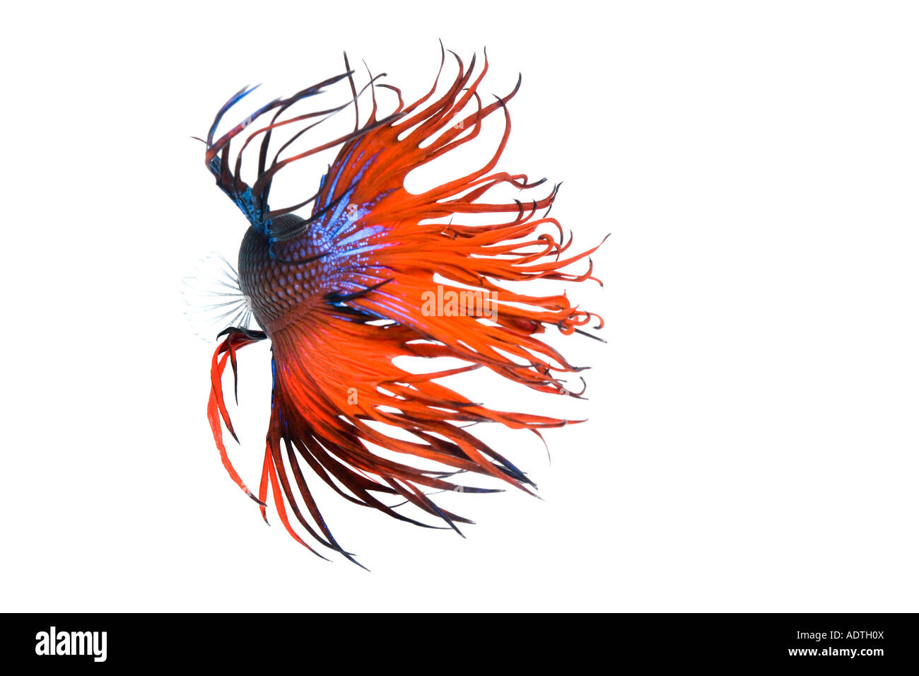Rote und blaue Krone Betta Fische mit einem weißen Hintergrund von hinten Stockfoto