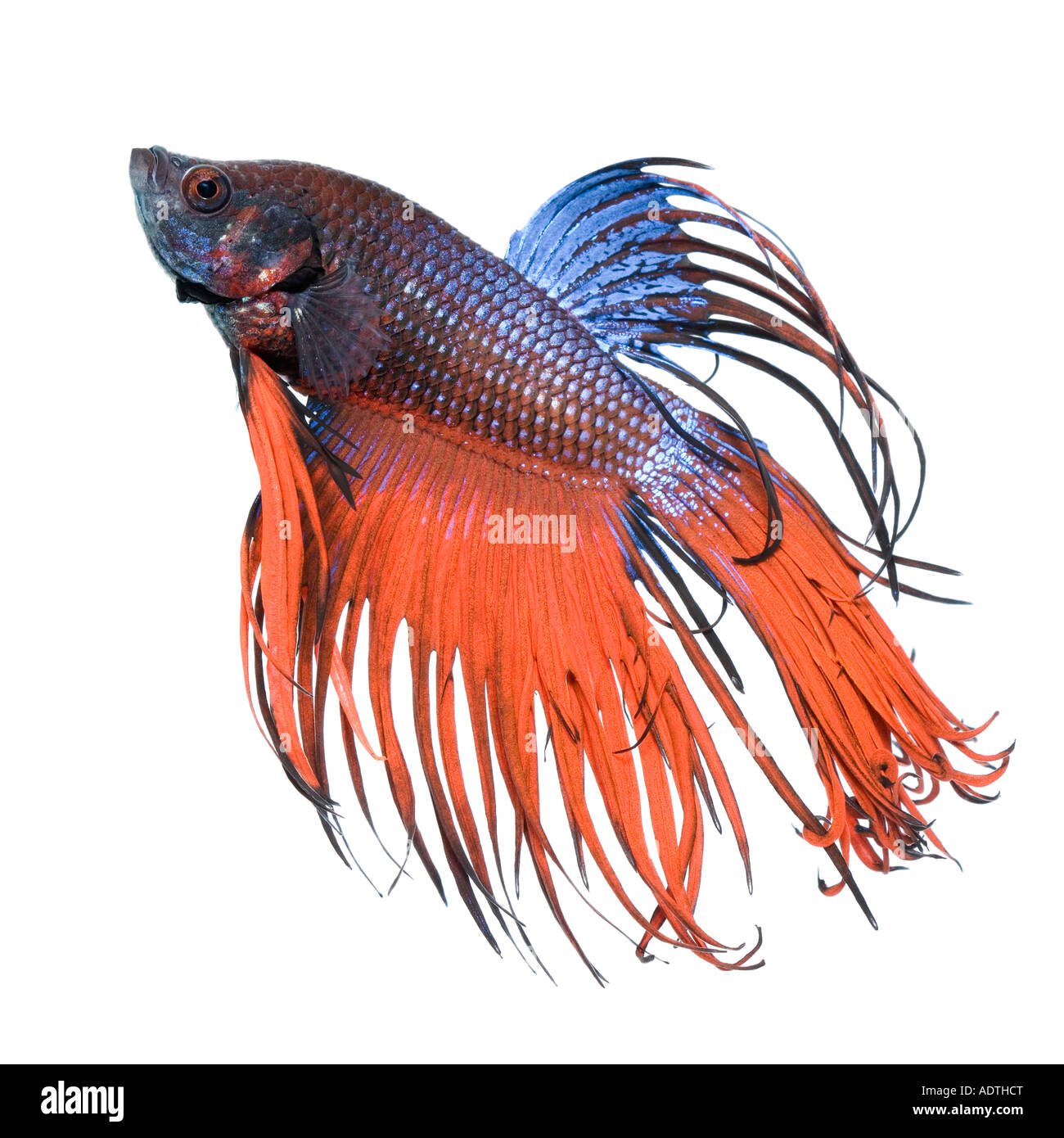Rote und blaue Krone Betta Fische mit einem weißen Hintergrund von der Seite nach oben Stockfoto