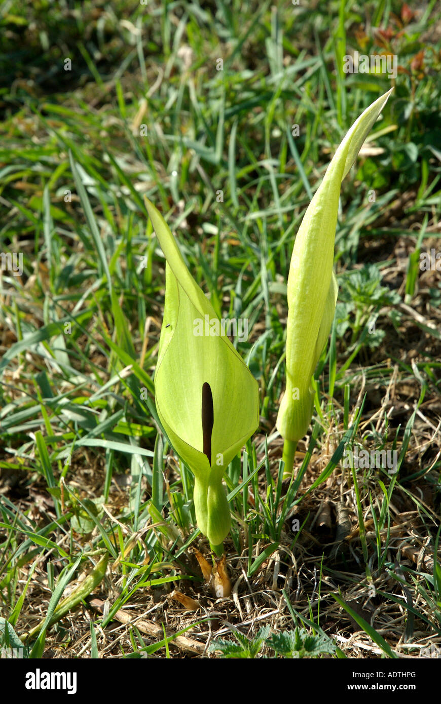 Wilde Arum und Kuckuck Pint (Arum Maculatum) sind zwei der Namen für diese seltsam aussehende Pflanze Stockfoto