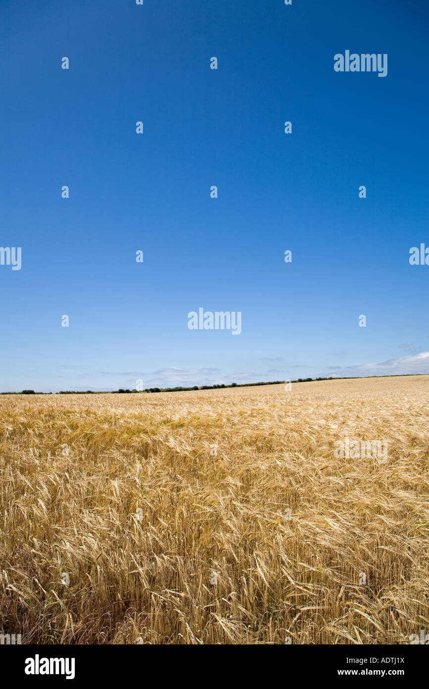 Feld von reifen goldenen Gerste bereit für die Ernte unter einem Blauer Himmel Stockfoto