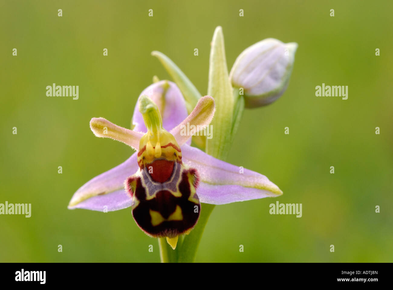 Nahaufnahme von Biene Orchidee Ophrys Apifera Stockfoto