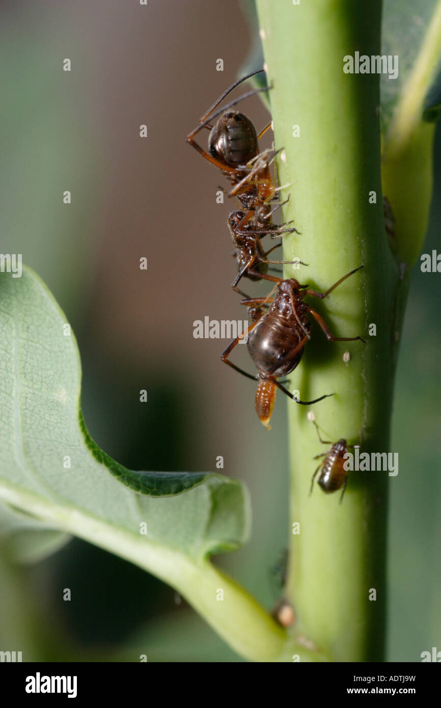 Ameise Melken Blattläuse. Diese sind manchmal Roboris, eine Spezies, die auf Eiche lebt. Eines der Blattläuse gebiert eine live junge. Stockfoto