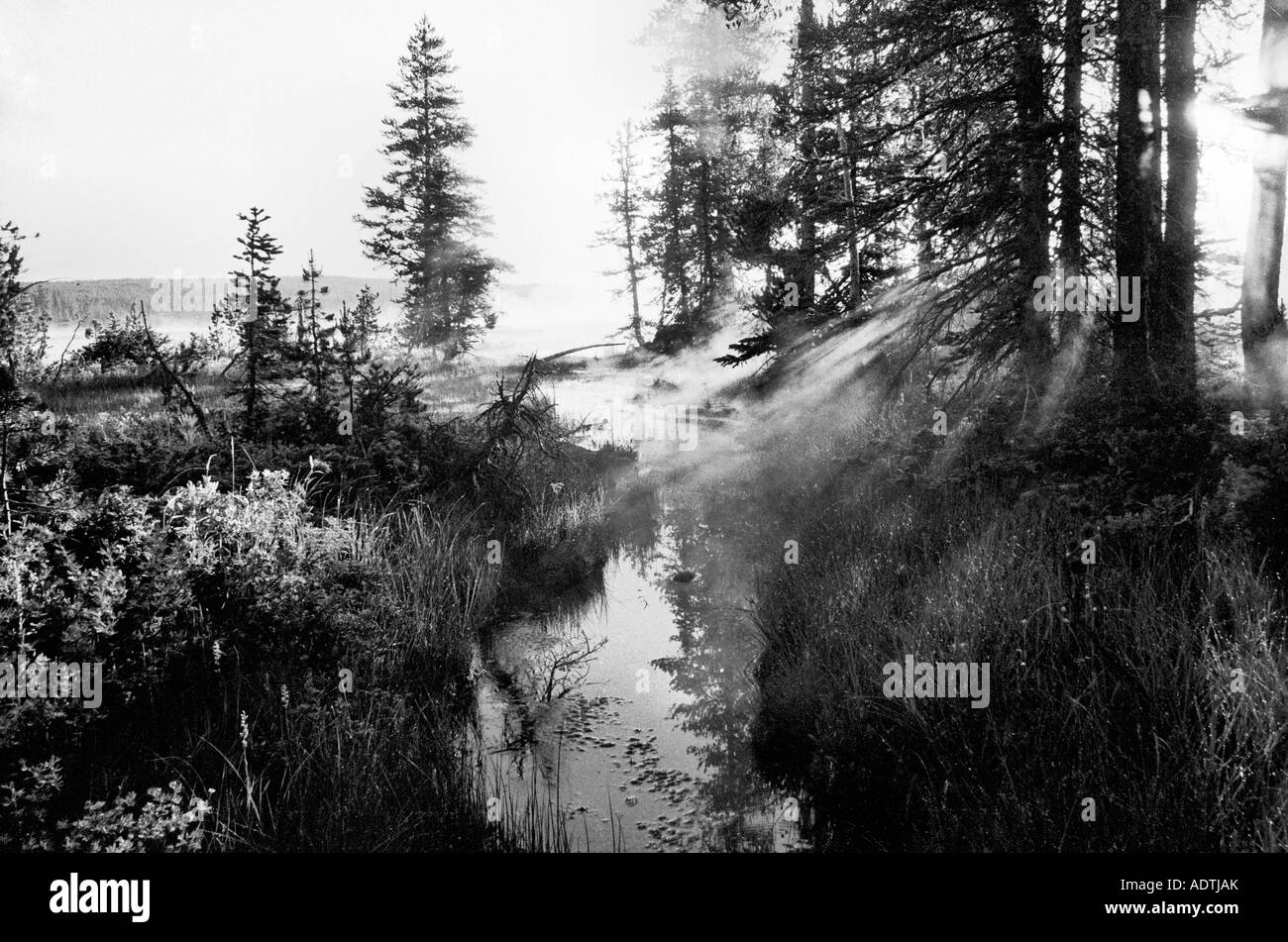 Shoshone Lake, Yellowsone-Nationalpark, Wyoming. Die Strahlen der aufgehenden Sonne durchlaufen die Bäume und Nebel steigt aus den Sümpfen Stockfoto