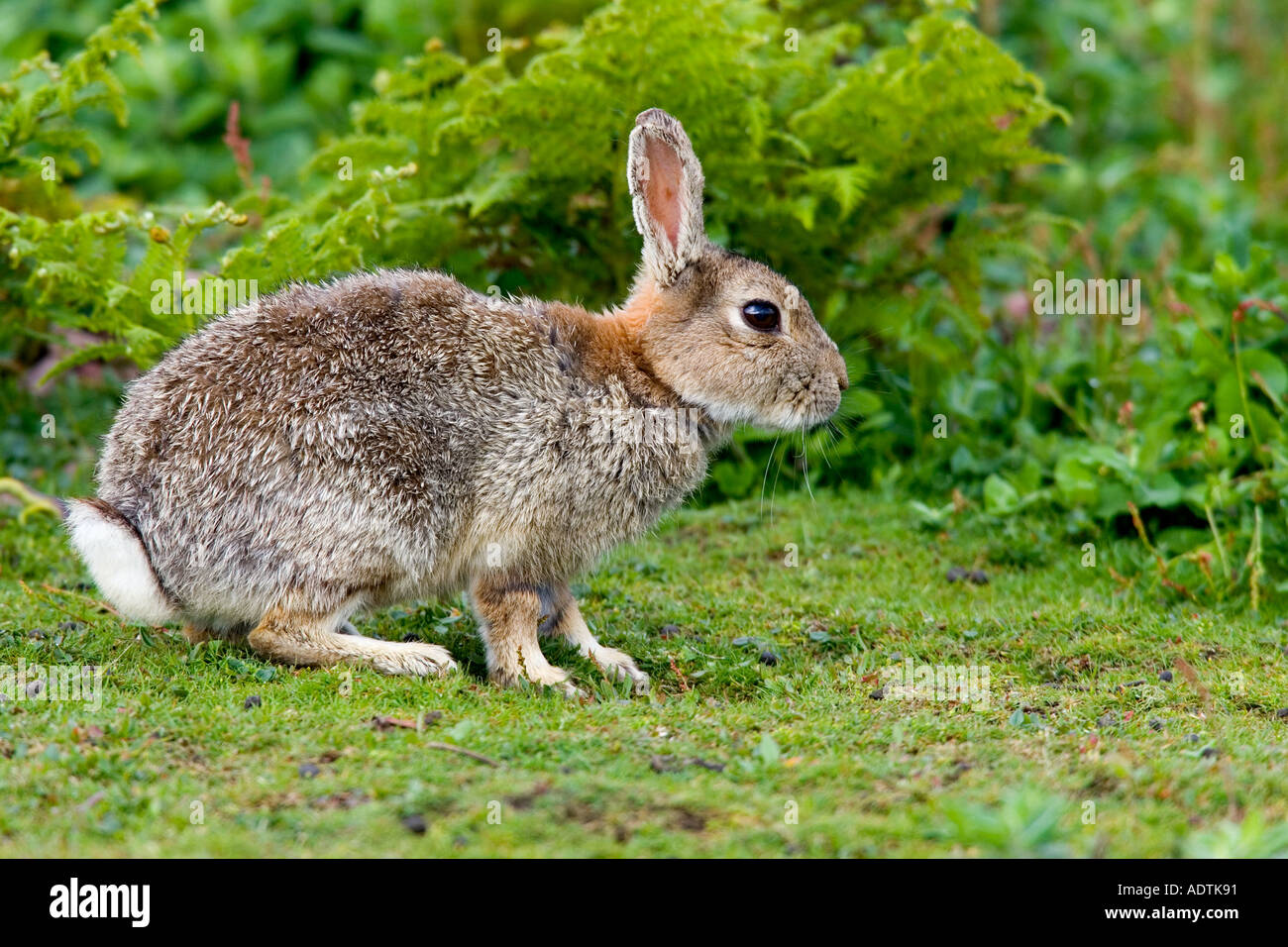 Skokholm Kaninchen Oryctolagus Cuniculus sitzen auf Rasen Skokholm Warnung Stockfoto