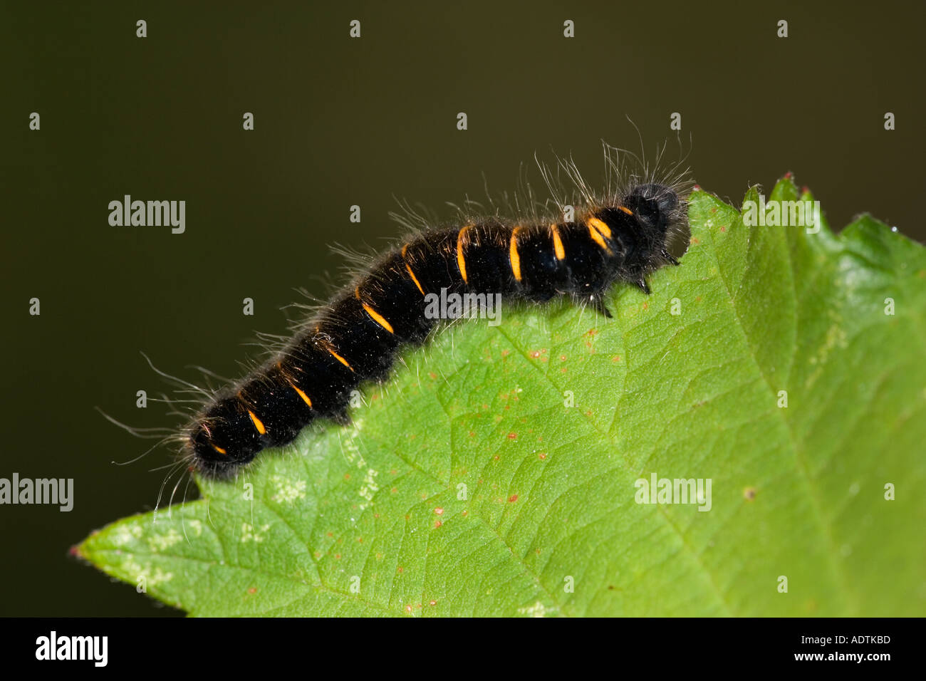 Fox Moth Macrothylacia Rubi Larven ernähren sich von Bramble Potton Bedfordshire Stockfoto