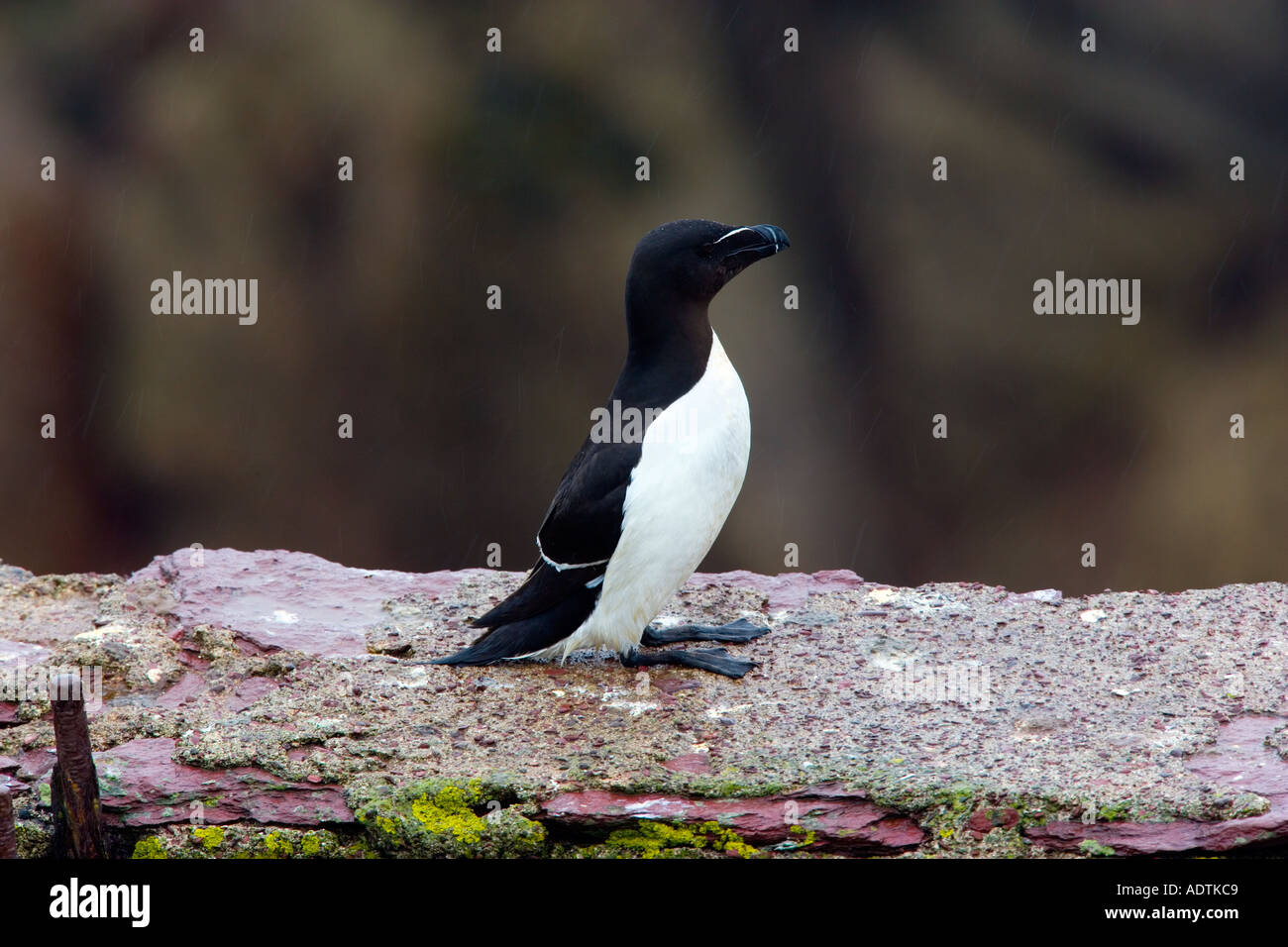 Tordalk Alca Torda Stand auf Rock Ledge skokholm Stockfoto