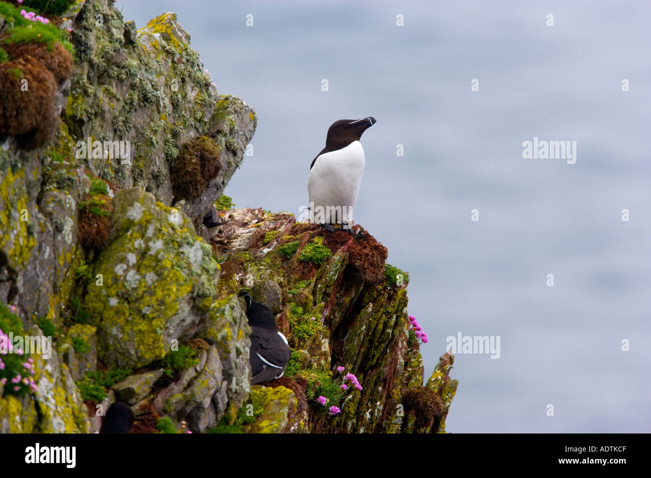 Tordalk Alca Torda thront auf einem Felsvorsprung mit Meerblick in Baqckground skokholm Stockfoto