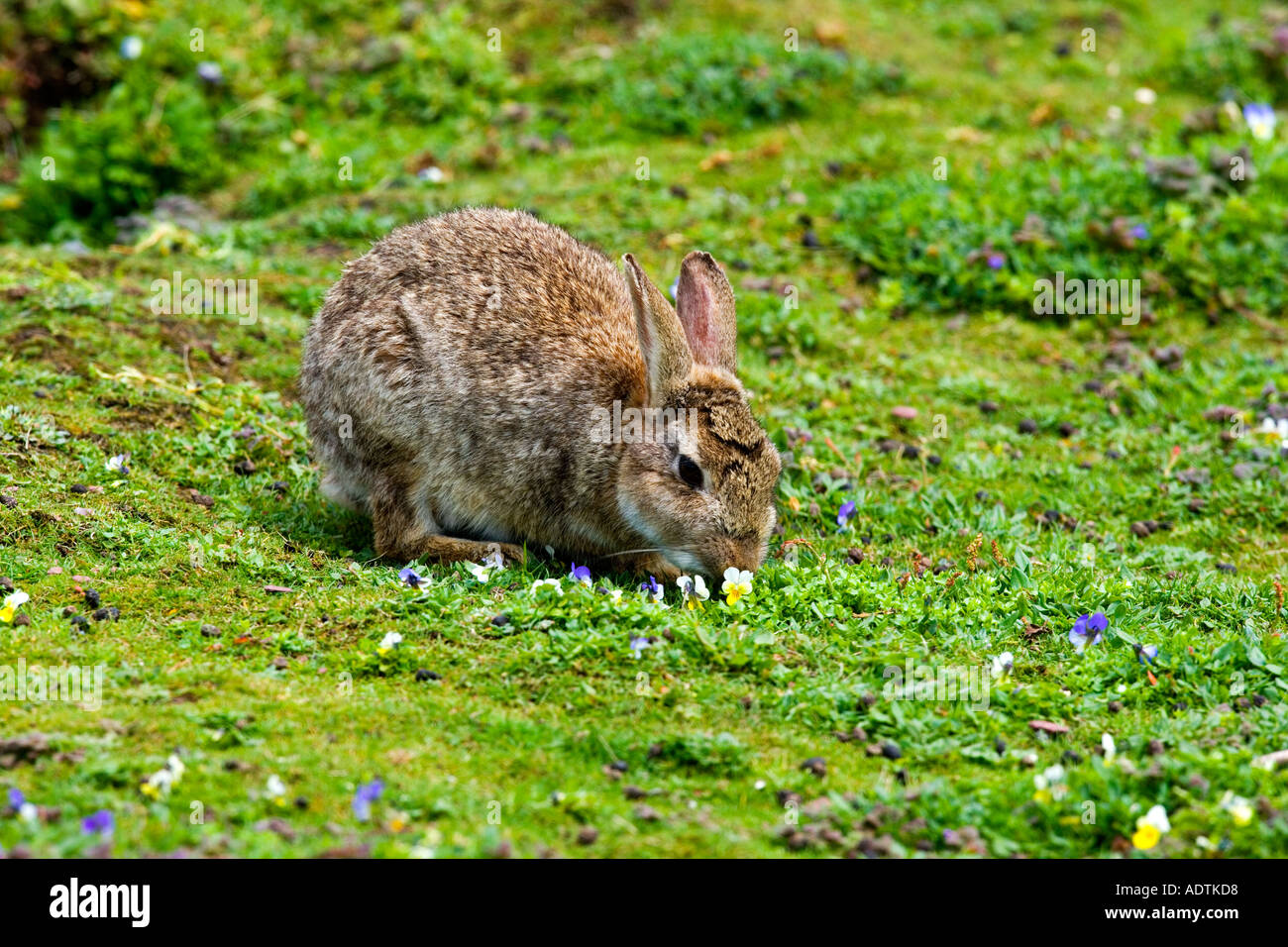 Skokham Kaninchen Oryctolagus Cuniculus Fütterung auf Rasen skokholm Stockfoto