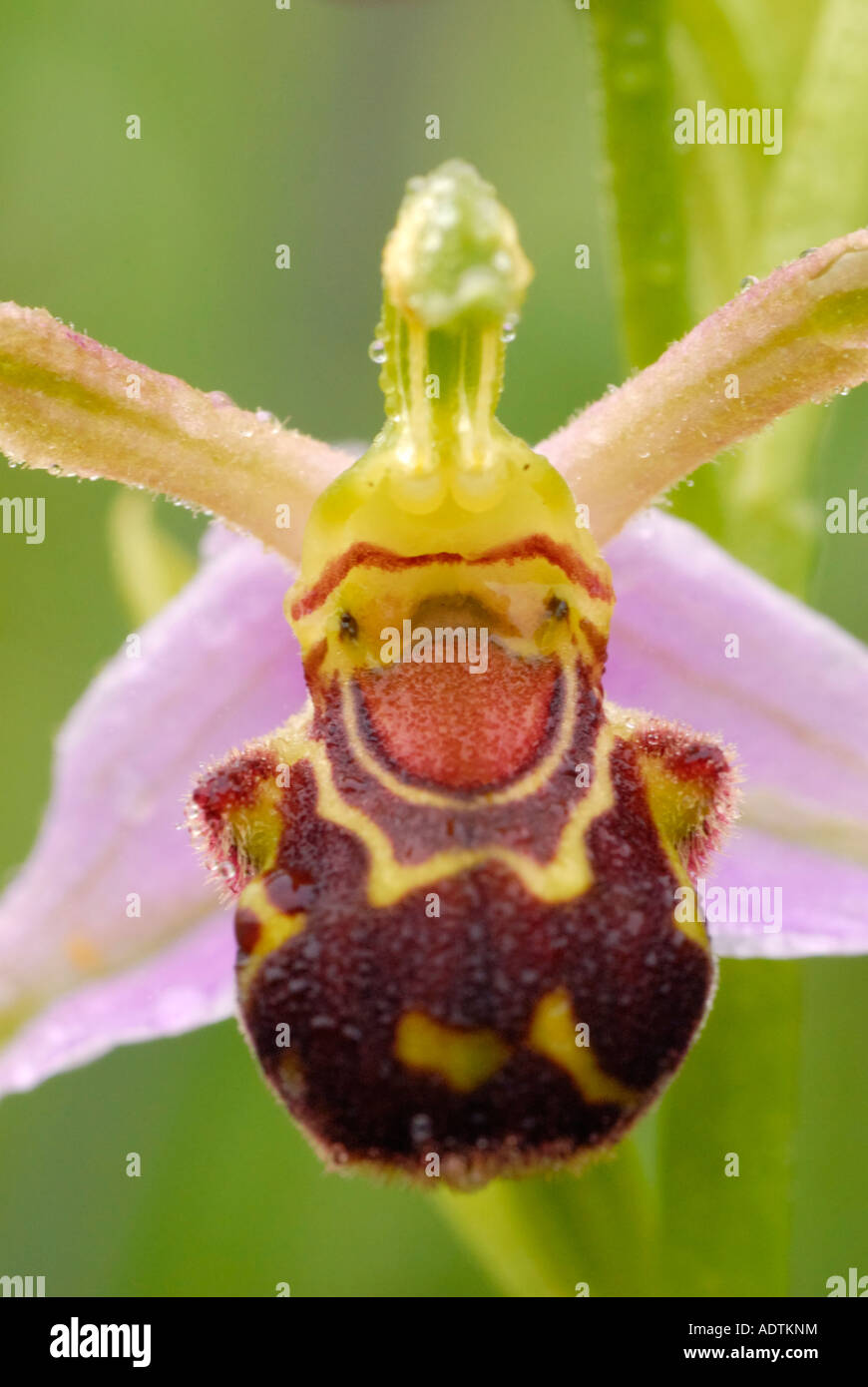 Nahaufnahme von Biene Orchidee Ophrys Apifera Stockfoto