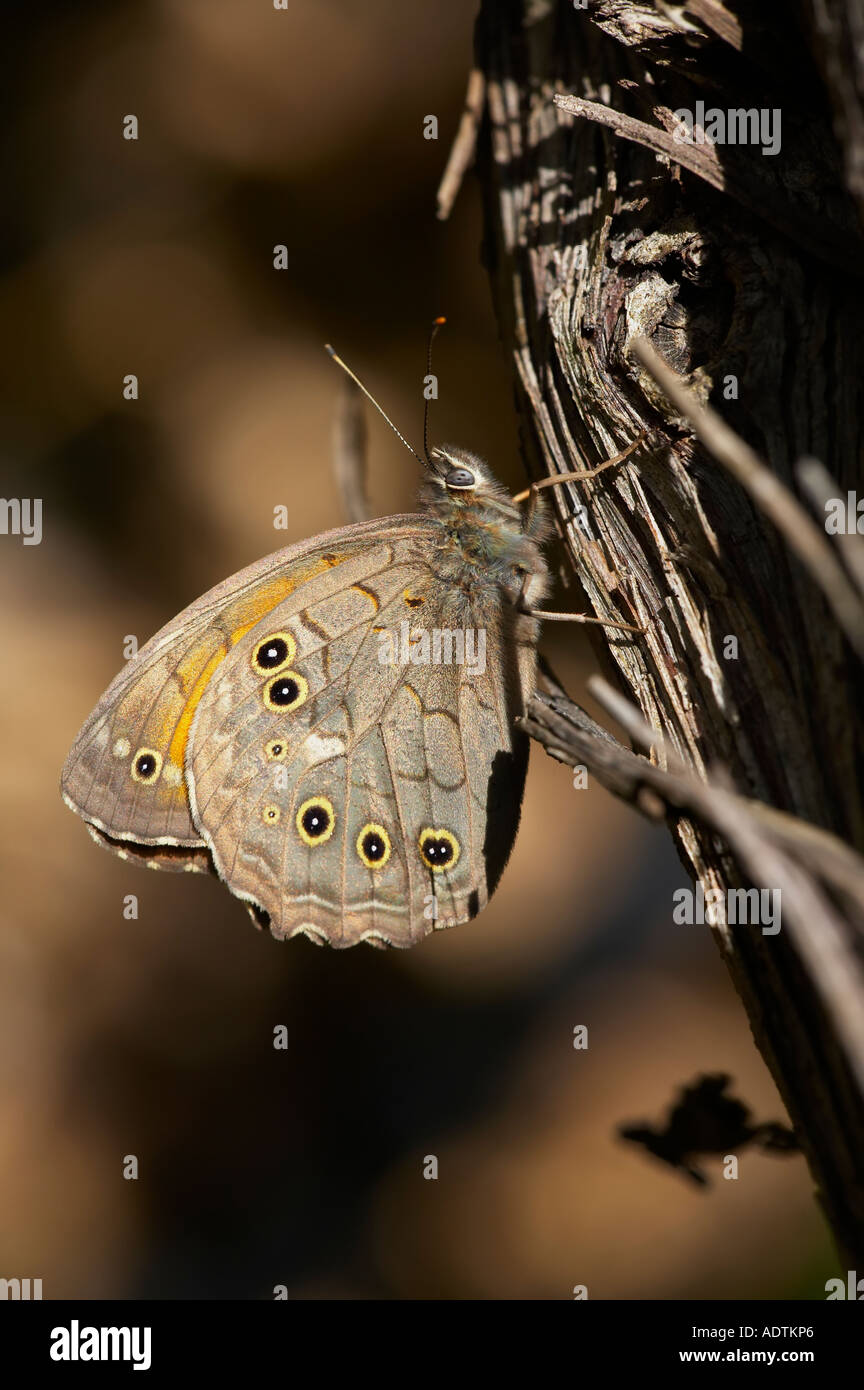 Gitter Brauner Schmetterling Kirinia Roxelana auf Baumrinde in Korfu Stockfoto