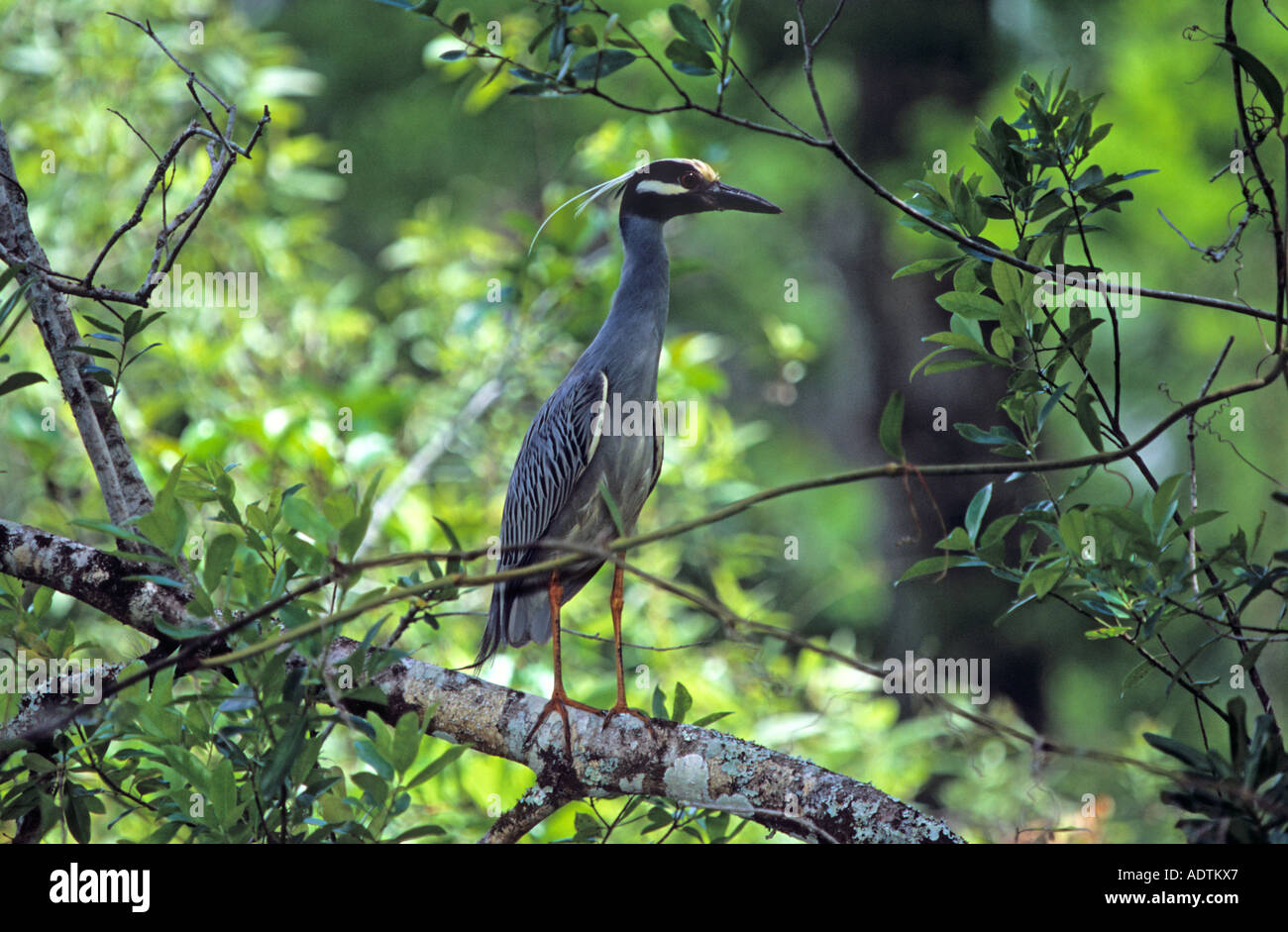 Gelbe gekrönte Nachtreiher im Wald Corkscrew Swamp FL Stockfoto