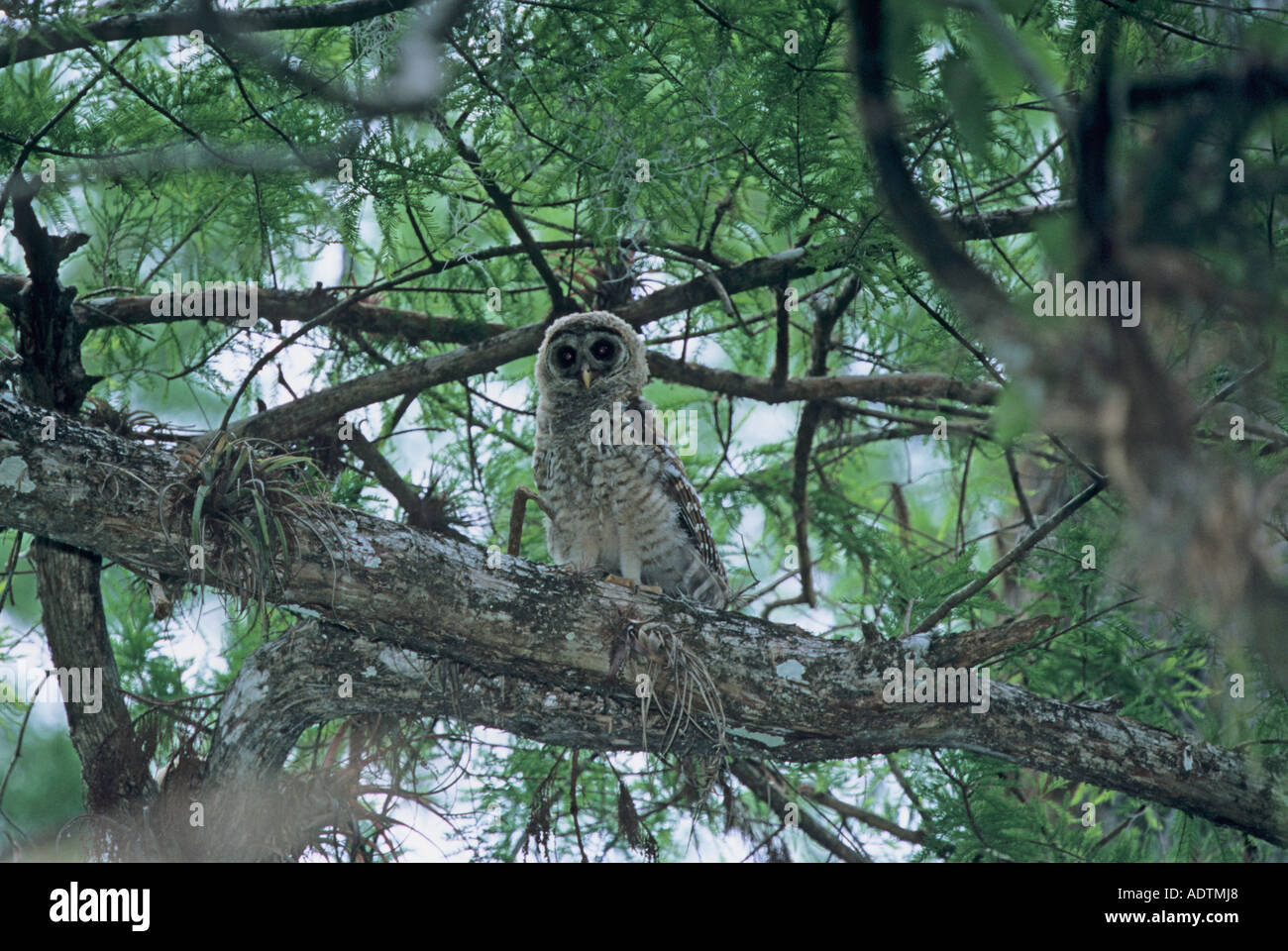 Juvenile verjährt Eule Corkscrew Swamp FL Stockfoto