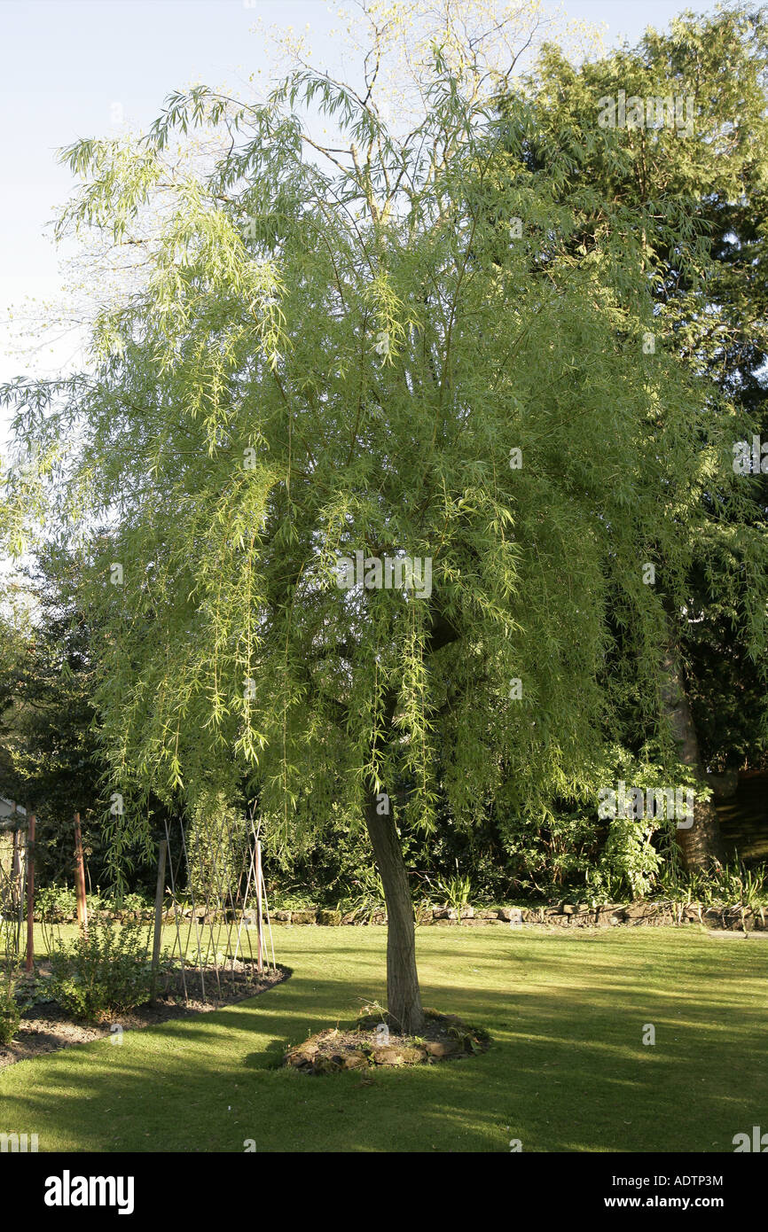 Weeping Willow Tree Stockfoto