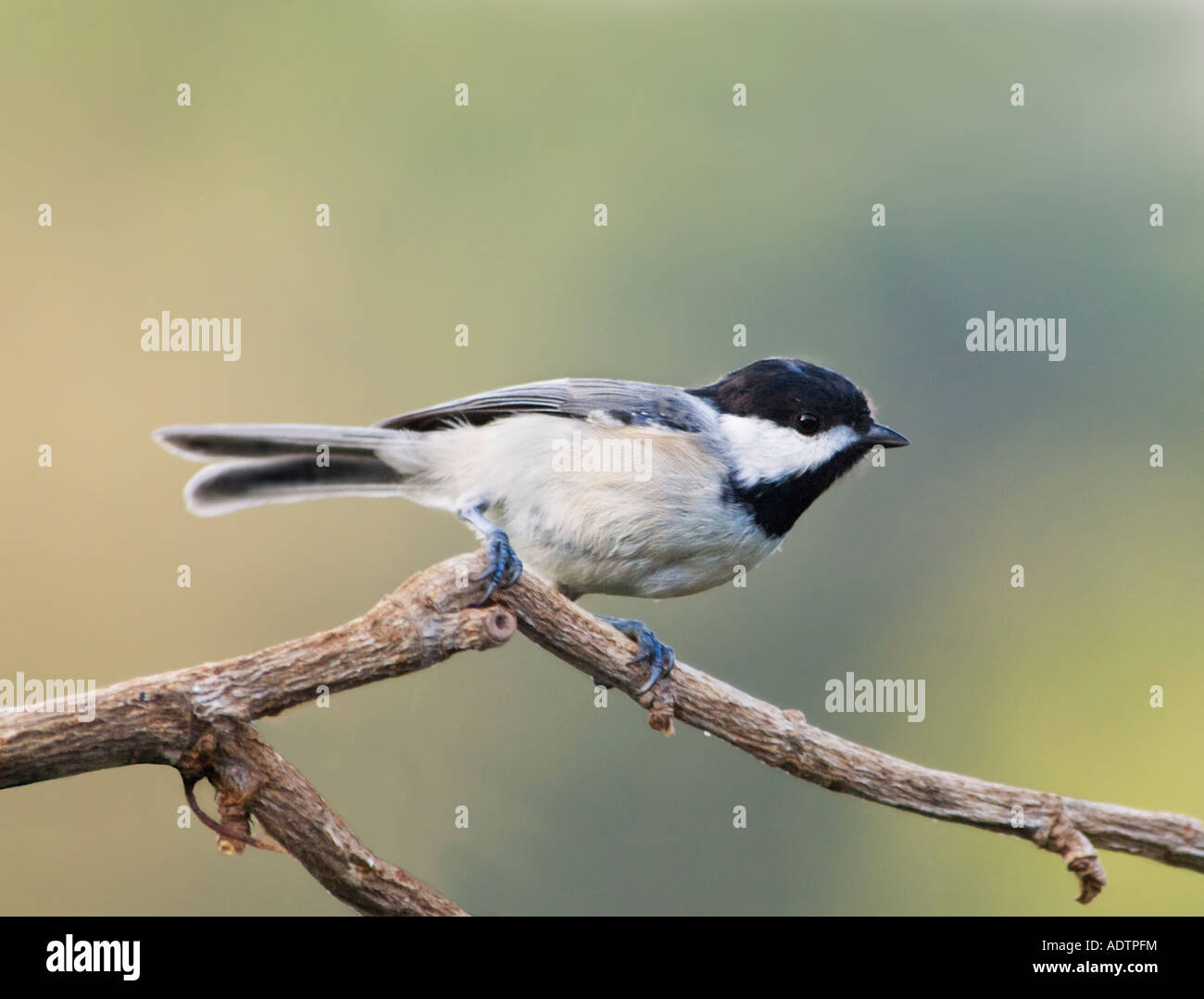 Schwarz-capped Chickadee (Poecile Atricapilla) Oklahoma, USA. Stockfoto