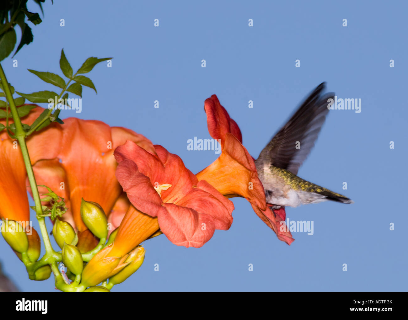 Eine weibliche Ruby throated hummingbird, Archilochus colubris, Fütterung von einer Trompete, Campsis radicans Rebe Blume, in Oklahoma, USA. Stockfoto