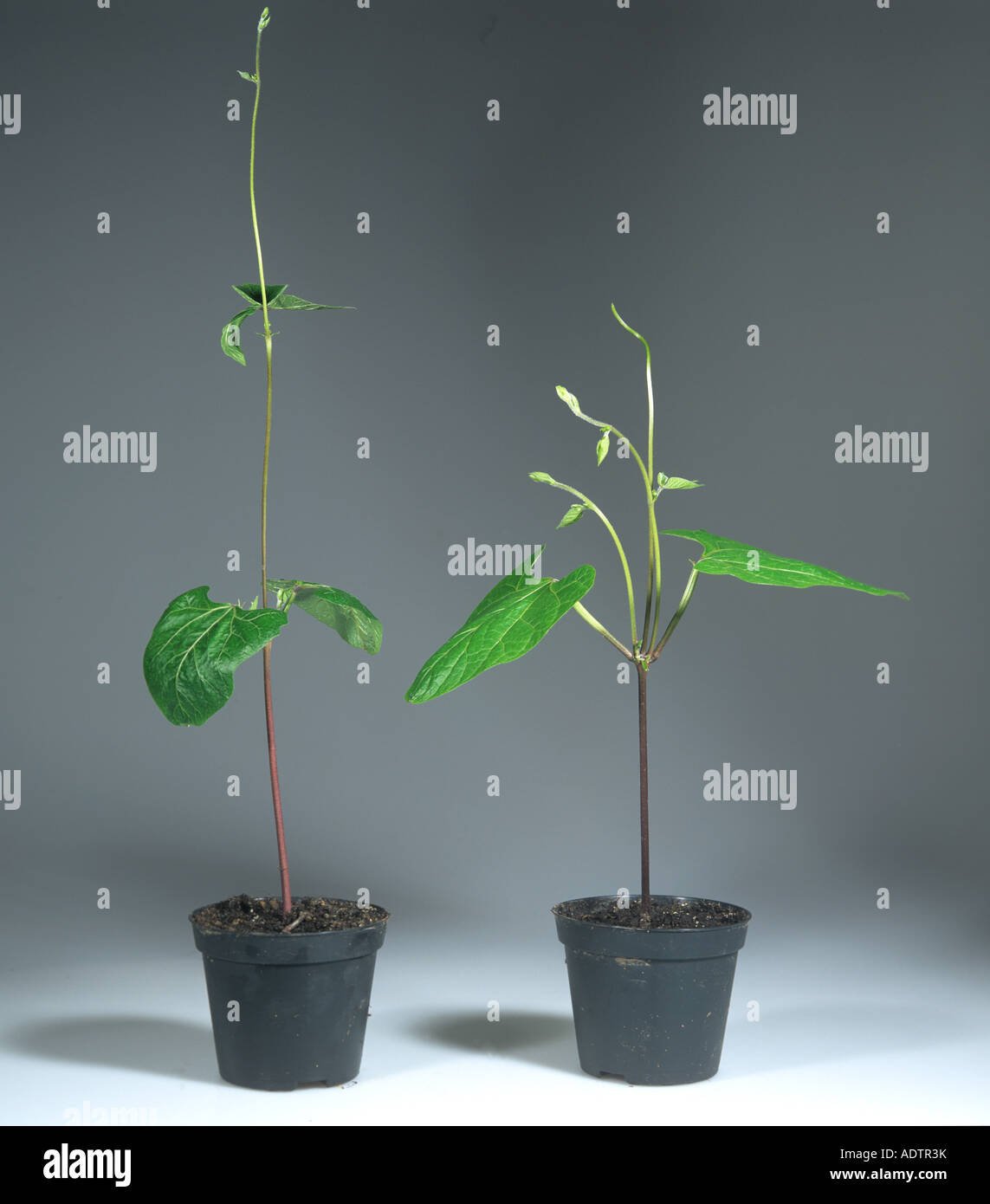 Sprossapikalmeristem Dominanz vergleicht zwei Runner Bean Pflanzen wo man die wachsende gehabt hat Punkt entfernt Stockfoto