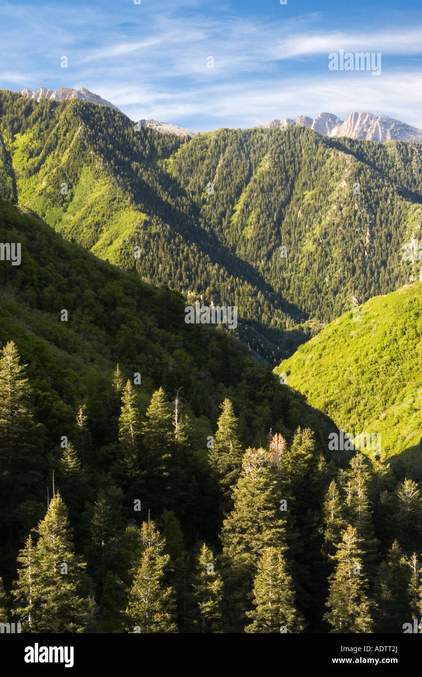 Millcreek Canyon in den Wasatch Mountains in der Nähe von Salt Lake City Utah USA Stockfoto