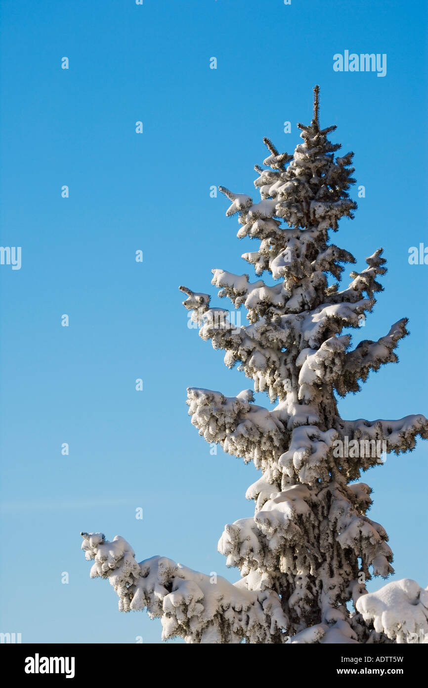 Baum mit frisch gefallenem Schnee Stockfoto