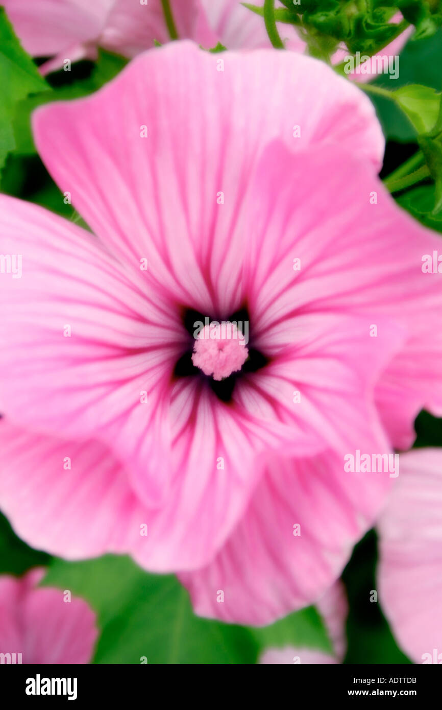 Rosa Blume der jährlichen Gartenpflanze Lavatera Trimestris Silver Cup soft-Fokus Stockfoto