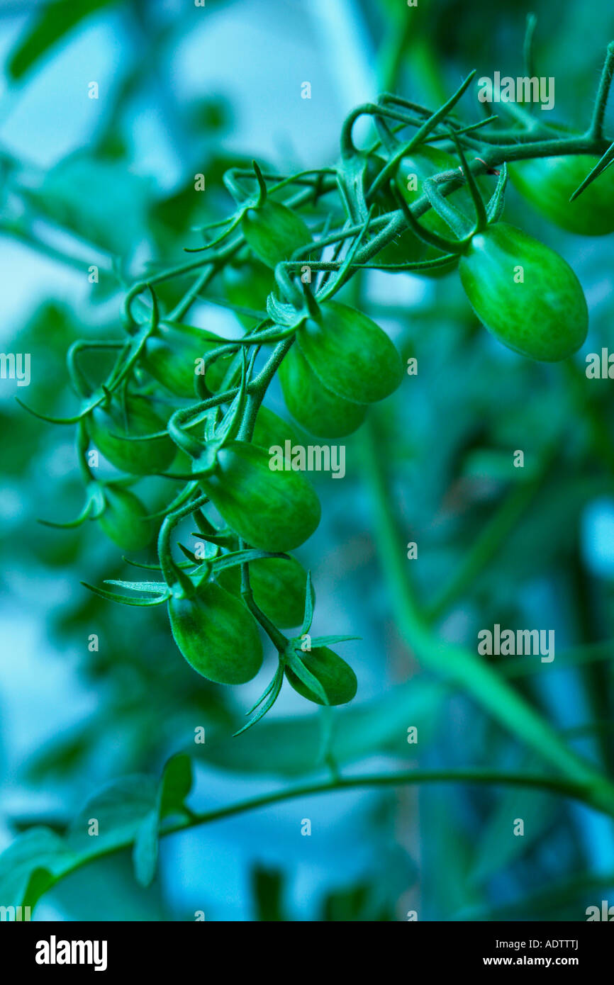 Ein Abend-Schuss von grünen Trauben Urtomaten. Stockfoto