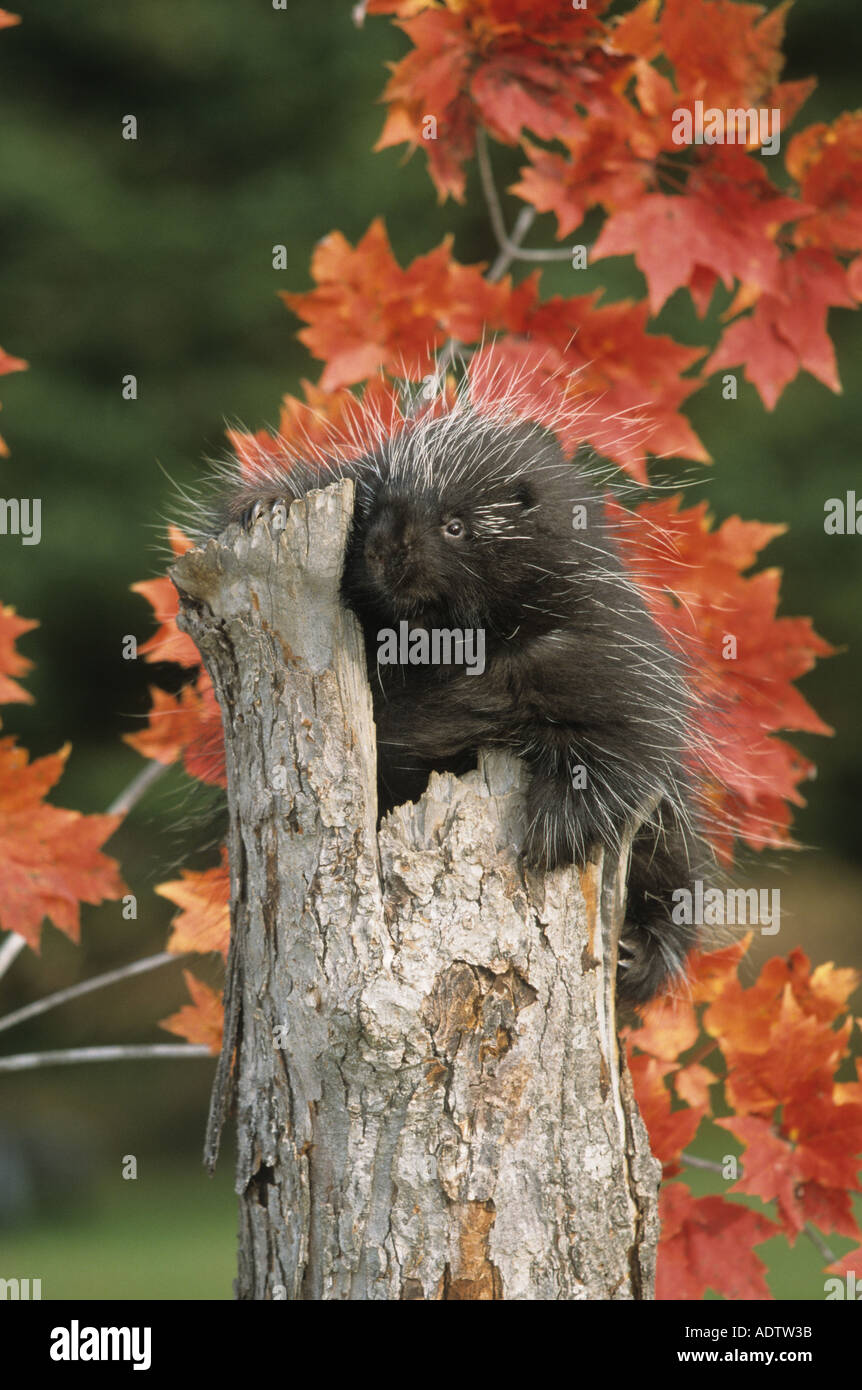 North American Porcupine Erethizon Dorsatum auf Baum Herbst Farben stumpf Stockfoto