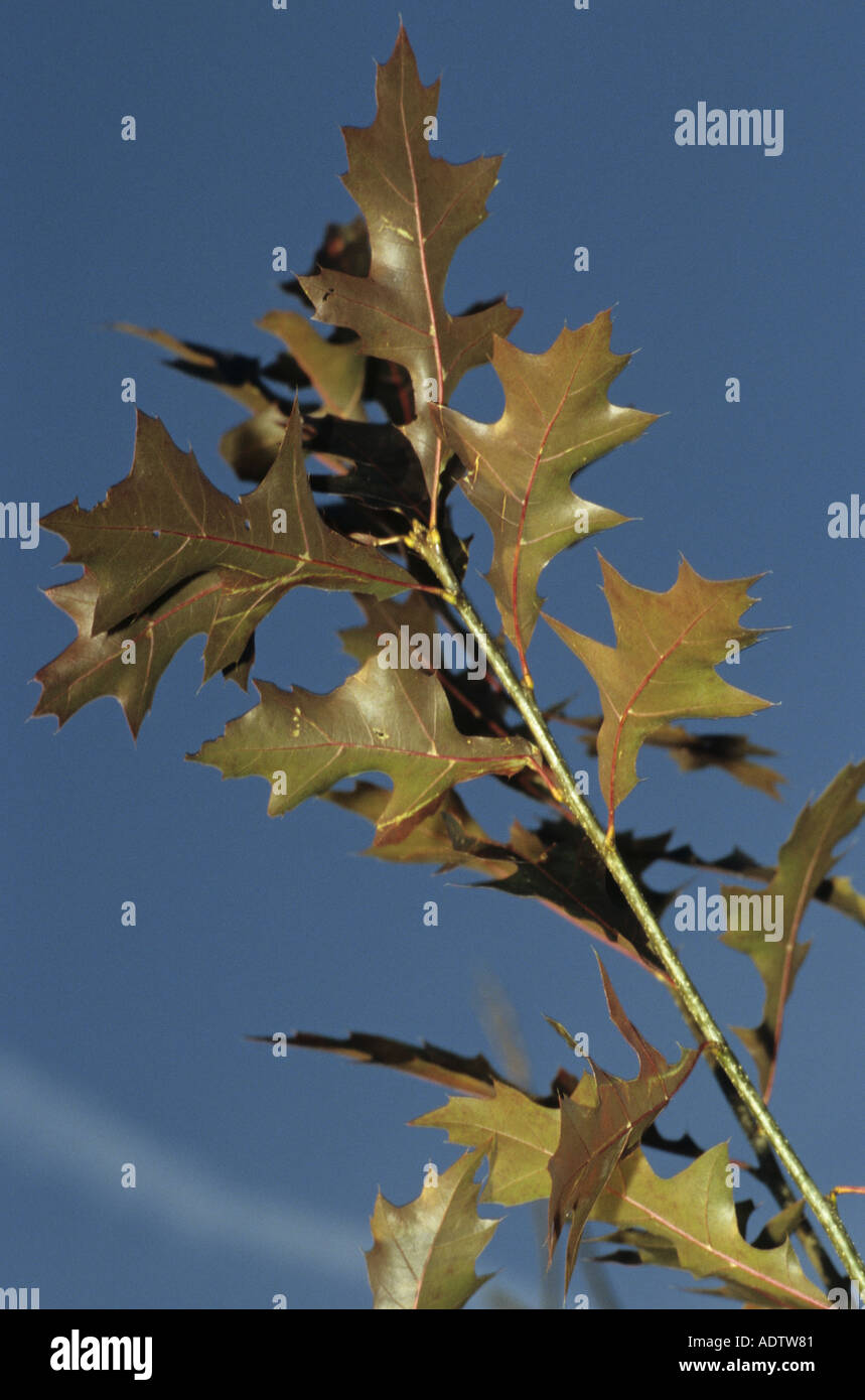 PIN-Eiche Quercus Palustris Blätter im Herbst Stockfoto