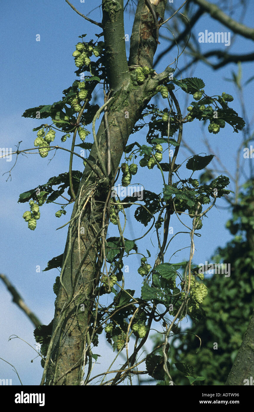 Wild hüpfen Humulus Lupulus In Blume wächst in Ästen Stockfoto