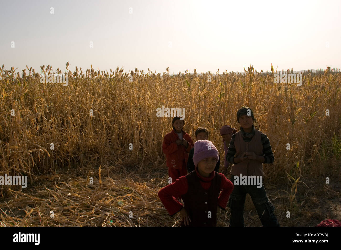 Eine uigurische Familie neigt dazu, ihre Pflanzen in einem Dorf in der Nähe von Turpan, Xinjiang, China, 16. Oktober 2005 Stockfoto