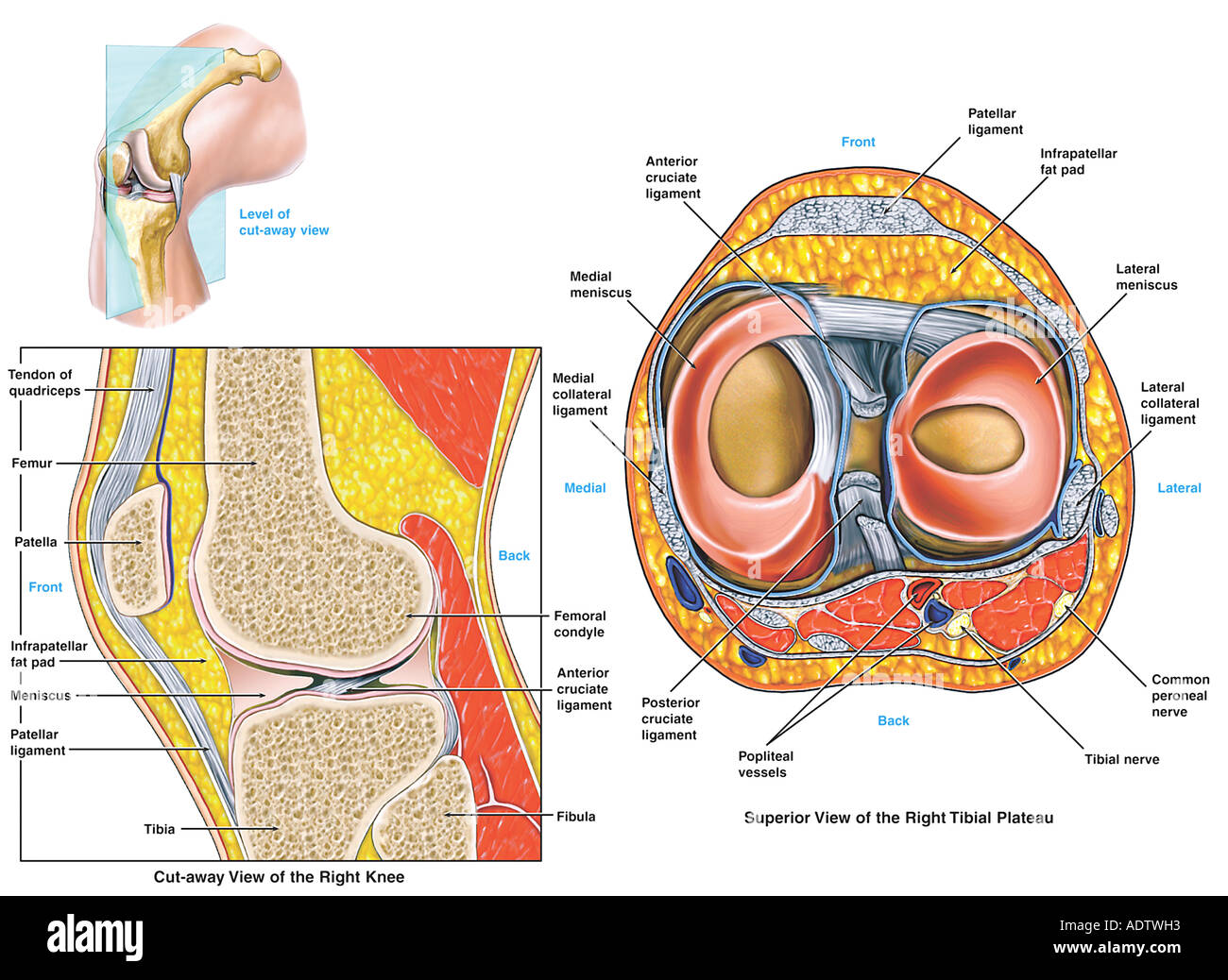 Sehnen am knie anatomie -Fotos und -Bildmaterial in hoher Auflösung – Alamy