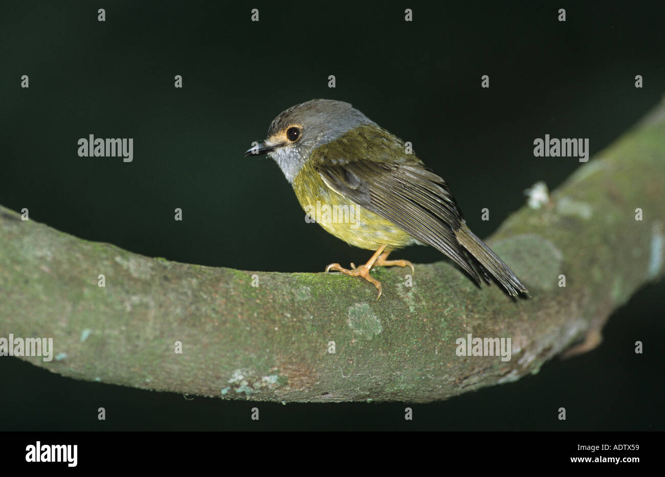 Blasses gelb Robin Tregallasia Capito Nana Perched auf AST Australien hautnah Stockfoto