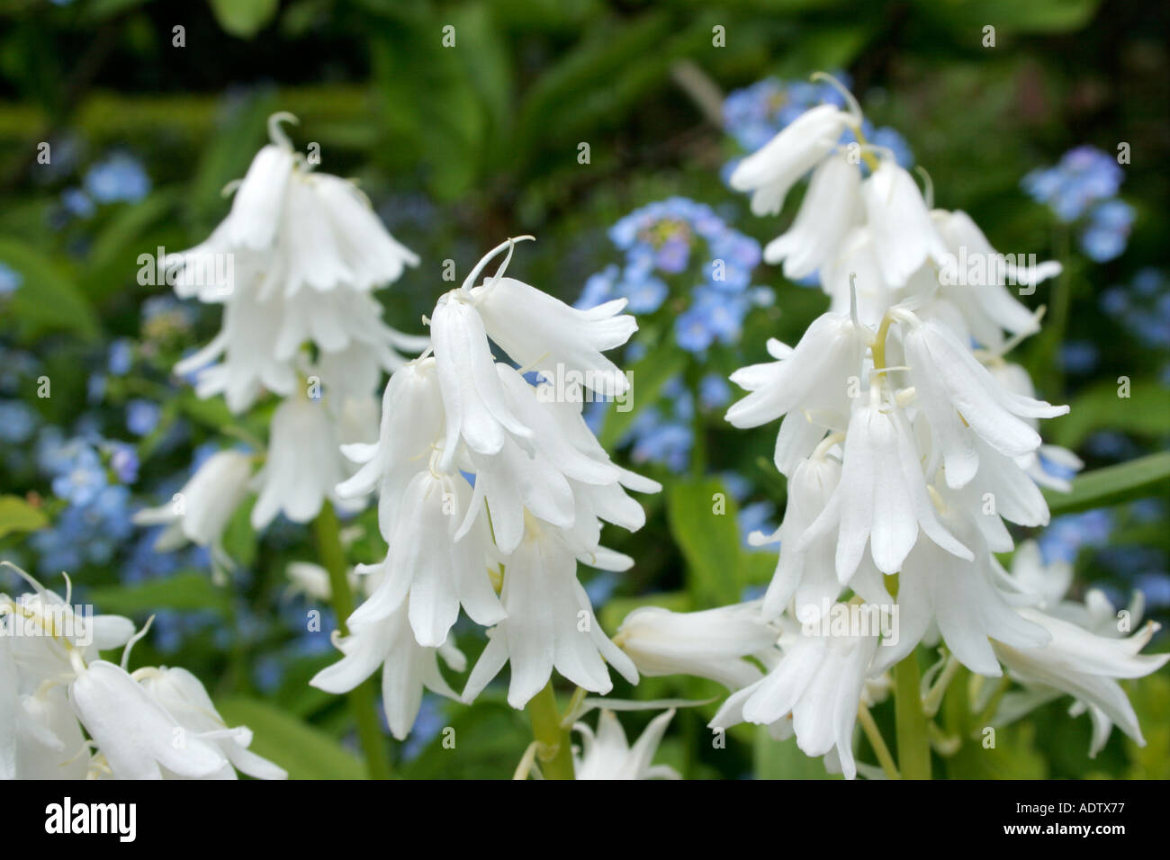 Weiße Glockenblume Blumen weiße Sorte des wilden Hyazinthen oder Endymion non scriptus Stockfoto