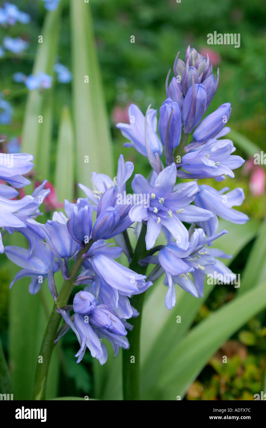 Blauen Blüten der Glockenblume oder Wild Hyazinthe botanischen Namen Endymion non scriptus Stockfoto