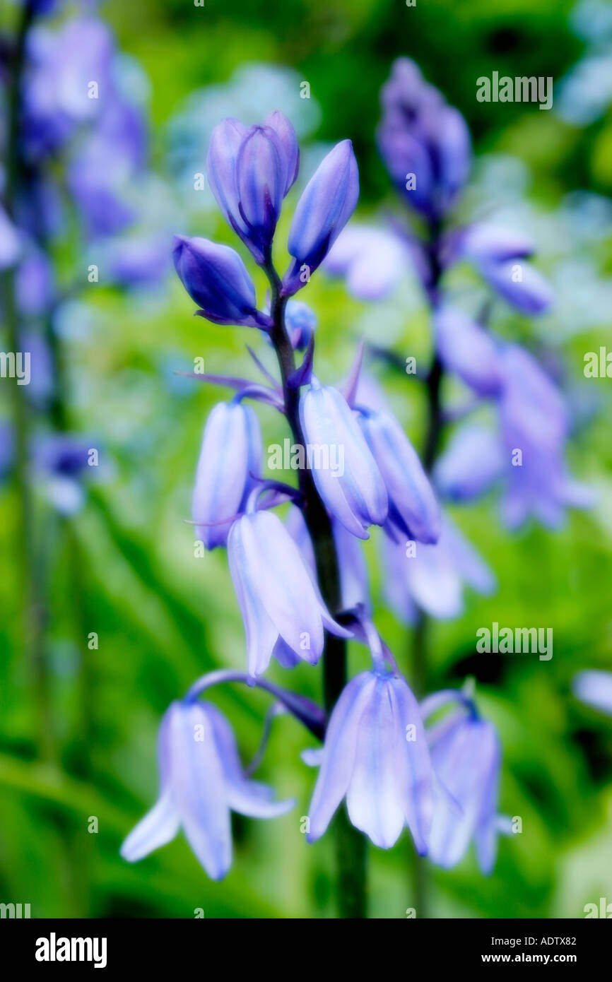Blaue Blüten der Glockenblume oder Wild Hyazinthe botanischen Namen Endymion non Scriptus Soft Fokus Stockfoto